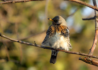 Fieldfare - Turdus pilaris, Garden, March 2018