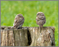 Little Owl (Athene noctua) Owletts, Worcestershire, 14 August 2012