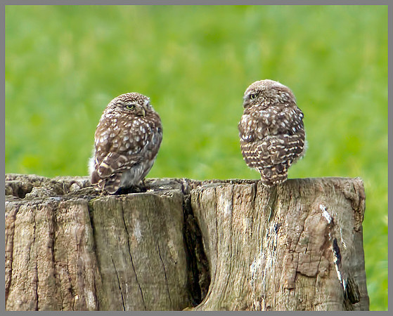 Little Owl (Athene noctua) Owletts, Worcestershire, 14 August 2012
