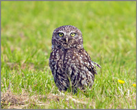 Little Owl, Bittell, June 2010