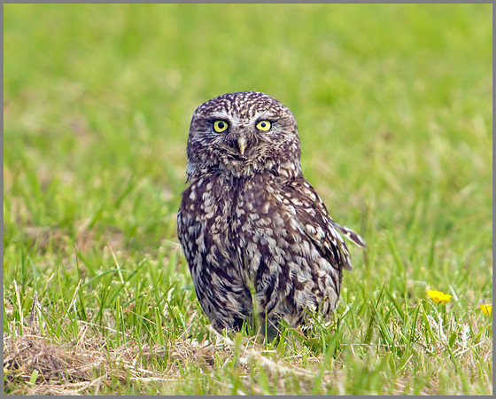 Little Owl, Bittell, June 2010