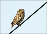 Little Owl, Bittell, June 2010l