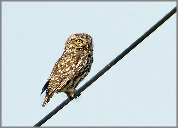 Little Owl, Bittell, June 2010l