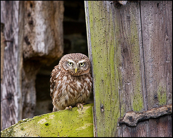 Little Owl, Mid-Wales Falconry Centre, February 2009