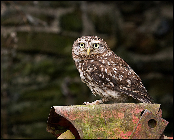 Little Owl, Mid-Wales Falconry Centre, February 2009