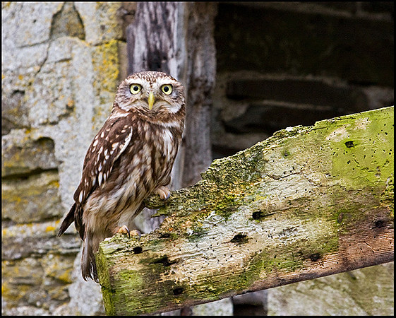 Little Owl, Mid-Wales Falconry Centre, February 2009