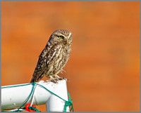Little Owl, Bittell, July 2010