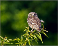 Little Owl, Bittell, June 2010