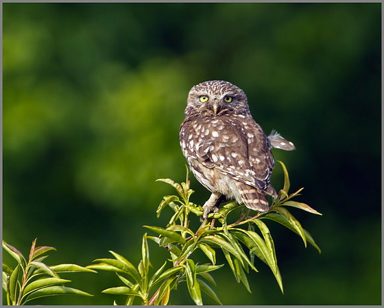 Little Owl, Bittell, June 2010