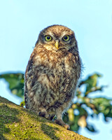 Juvenile Little Owl (Athene noctua), Worcestershire, 25 July 2012