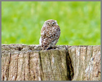 Little Owl (Athene noctua) Owlett, Worcestershire, 14 August 2012
