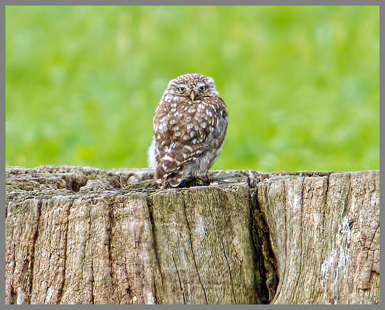 Little Owl (Athene noctua) Owlett, Worcestershire, 14 August 2012