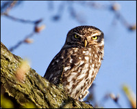 Little Owl, Hopwood, 22 Aprol 2009