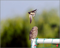 Little Owl, Bittell, June 2010