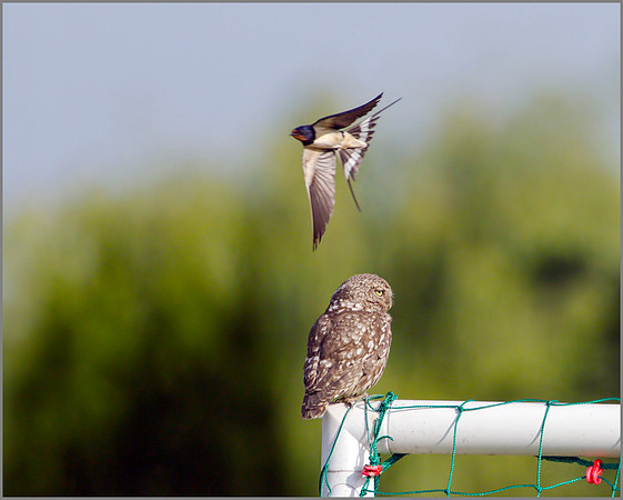 Little Owl, Bittell, June 2010