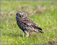 Little Owl, Bittell, June 2010