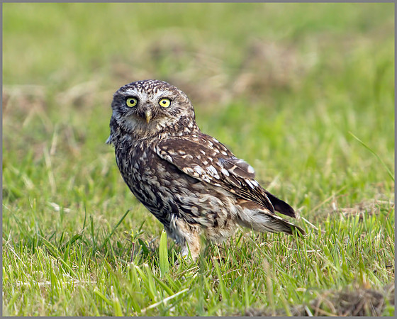 Little Owl, Bittell, June 2010