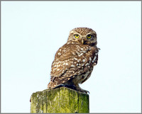 Little Owl, Bittell, June 2010