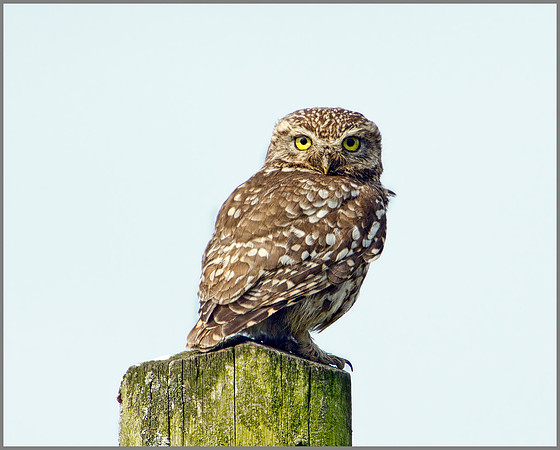 Little Owl, Bittell, June 2010