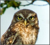 Juvenile Little Owl (Athene noctua), Worcestershire, 25 July 2012