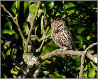 Little Owl, Bittell, July 2010
