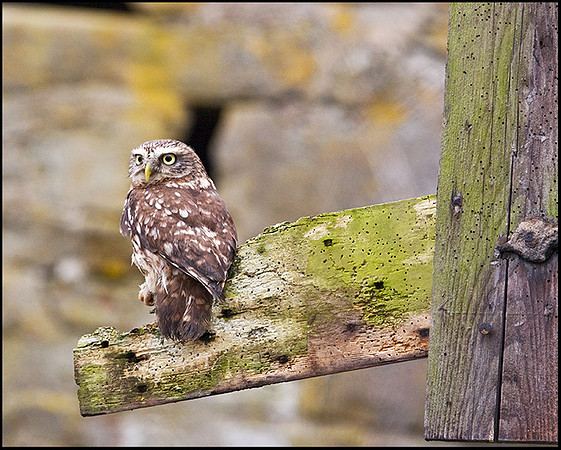 Little Owl, Mid-Wales Falconry Centre, February 2009