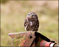 Little Owl, Mid-Wales Falconry Centre, February 2009