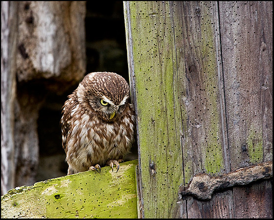 Little Owl, Mid-Wales Falconry Centre, February 2009