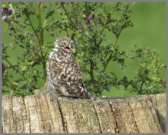 Little Owl (Athene noctua) Owlett, Worcestershire, 14 August 2012