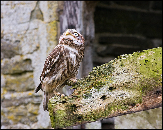 Little Owl, Mid-Wales Falconry Centre, February 2009