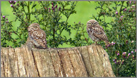 Little Owl (Athene noctua) Owletts, Worcestershire, 14 August 2012