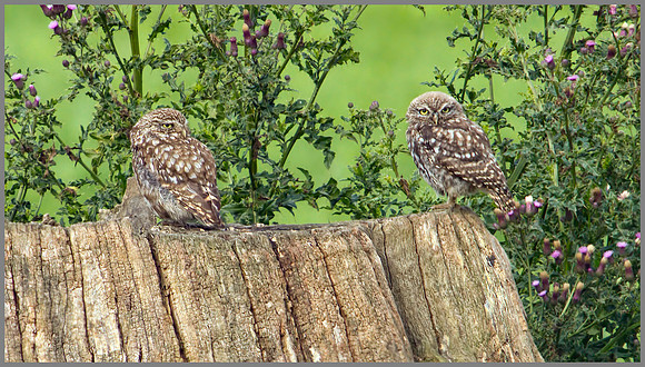 Little Owl (Athene noctua) Owletts, Worcestershire, 14 August 2012