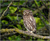 Little Owl, Bittell, June 2010