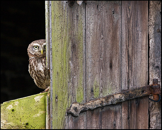Little Owl, Mid-Wales Falconry Centre, February 2009