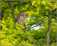 Little Owl, Bittell, June 2010