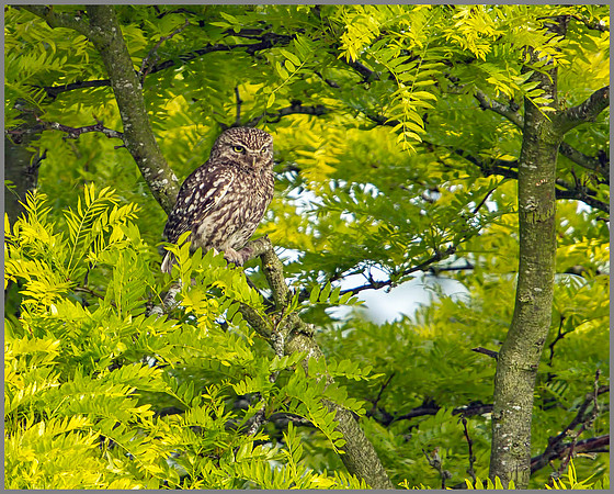 Little Owl, Bittell, June 2010