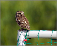 Little Owl, Bittell, June 2010