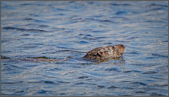 European Otter (Lutra lutra), Upton Warren NR, 08 August 2015