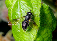 Pipiza noctiluca Hoverfly