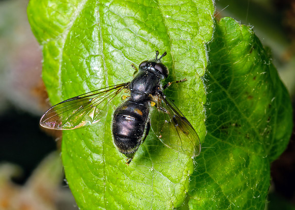 Hoverfly - Pipiza noctiluca, Garden, May 2020