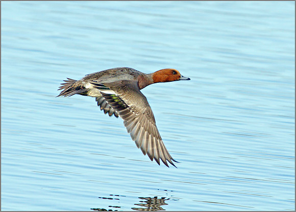 Wigeon, Marsh Lane, February 2011