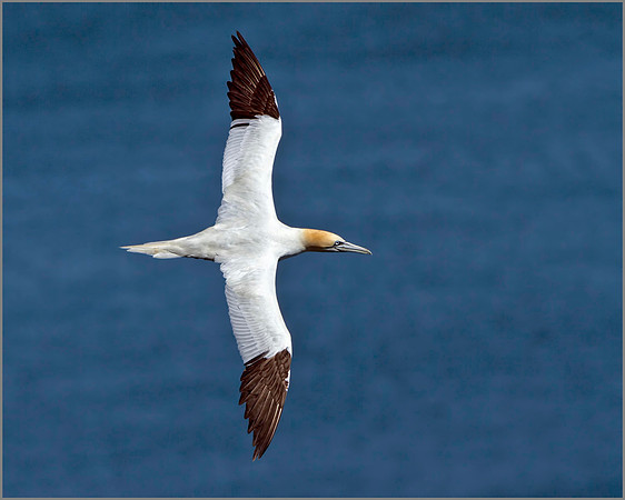 Gannet (Morus bassanus), Bempton Cliffs, June 2014