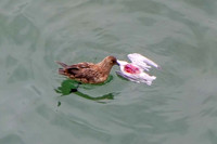 Great Skua - Stercorarius longicaudus, Yorkshire, June 2018