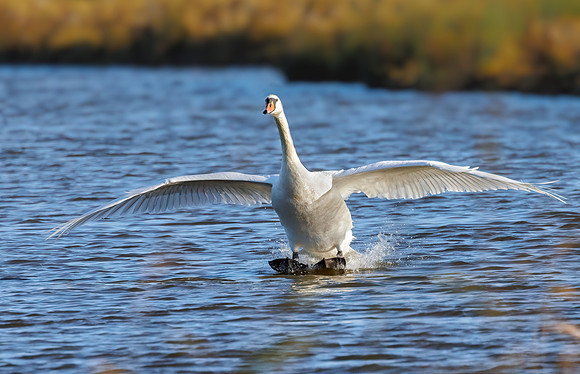 Mute Swan - Cygnus olor, Slimbridge WWT, December 2021