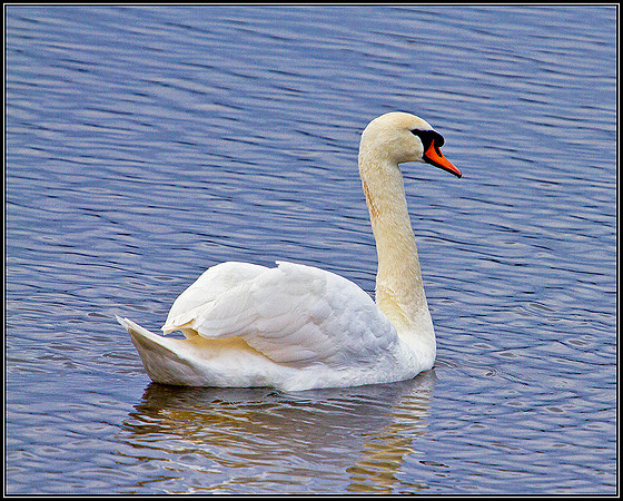 Mute Swan, Upton Warren Moors, 27 February 2012