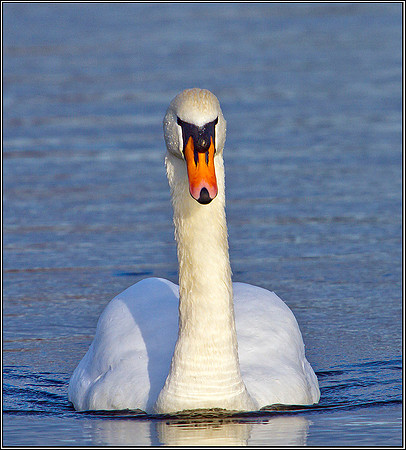 Mute Swan, Upton Warren Moors, 10 March 2012