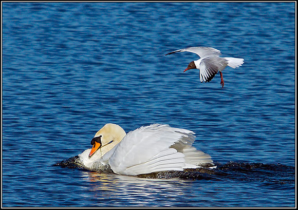 Mute Swan, Upton Warren Moors, 16 May 2012