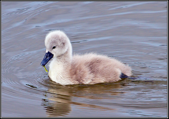 Mute Swan Cygnant, Upton Warren Moors, 21 May 2012