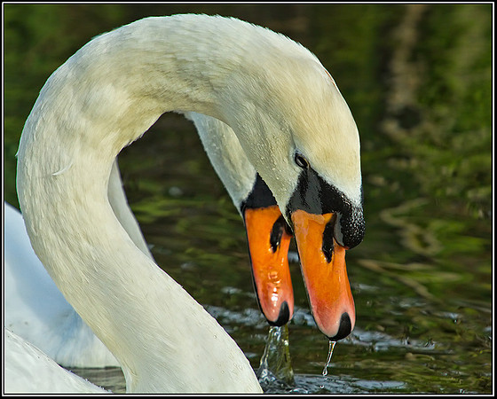 Mute Swans (Cygnus olor), Upton Warren NR, 17 October 2012