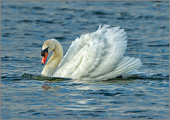 Mute Swan (Cygnus olor), Marsh Lane NR, November 2013